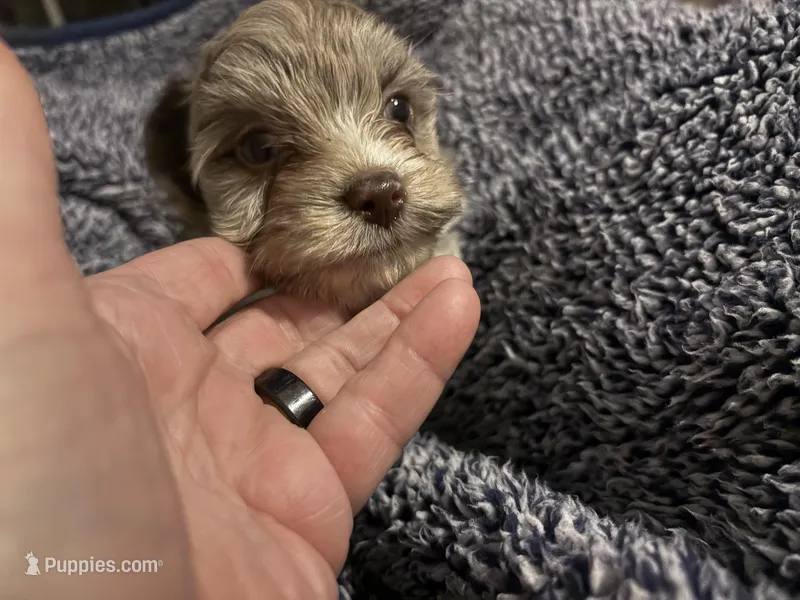 Lavender Chocolate Merle  – Yorkshire Terrier puppy for sale in Inman, SC
