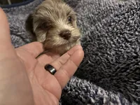 Lavender Chocolate Merle , a male Yorkshire Terrier for sale in Inman, SC – Photo 1 of 9