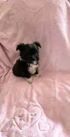 Tiny Princess Bootsy, a female Yorkshire Terrier for sale in Inman, SC – 2 of 3