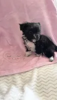 Tiny Princess Bootsy (Pocket Book Baby), a female Yorkshire Terrier for sale in Inman, SC – 4 of 6
