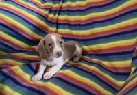 Lavender and White Mini Dachshund, a male Miniature Dachshund for sale in Inman, SC – 8 of 9
