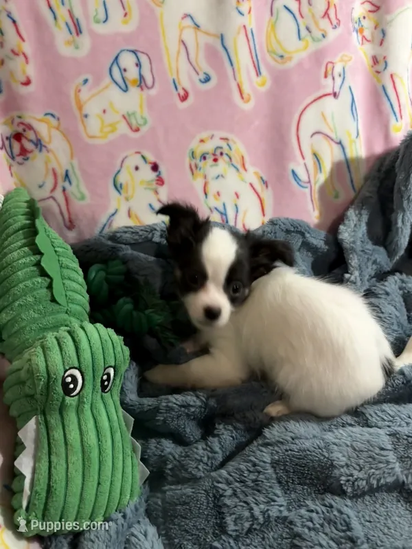 Roman, a male Chihuahua for sale in Inman, SC – 1 of 5