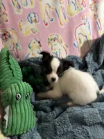 Roman, a male Chihuahua for sale in Inman, SC – 1 of 5