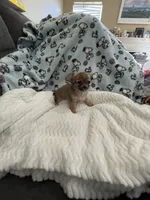 Tiny Little Bear (Pocket book baby), a male Chihuahua for sale in Inman, SC – 2 of 6