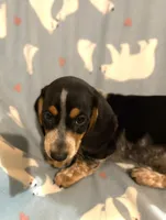 Mr. Coon Dog, a male Miniature Dachshund for sale in Inman, SC – 3 of 5