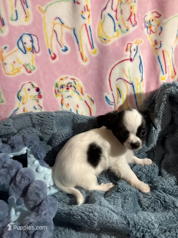 Raphael the next to smallest, a male Chihuahua for sale in Inman, SC – 1 of 5
