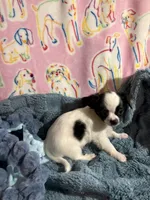 Rambo, a male Chihuahua for sale in Inman, SC – 3 of 5