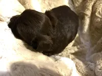 Adorable Choco, a male Yorkshire Terrier for sale in Inman, SC – Photo 7 of 7