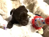 Adorable Choco, a male Yorkshire Terrier for sale in Inman, SC – Photo 1 of 7