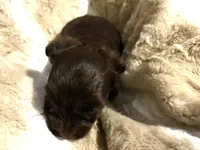 Adorable Choco, a male Yorkshire Terrier for sale in Inman, SC – Photo 6 of 7