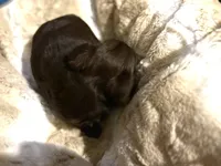 Adorable Choco, a male Yorkshire Terrier for sale in Inman, SC – Photo 3 of 7