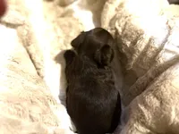 Adorable Choco, a male Yorkshire Terrier for sale in Inman, SC – Photo 5 of 7