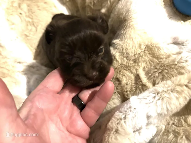 Adorable Choco – Yorkshire Terrier puppy for sale in Inman, SC