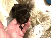 Adorable Choco, a male Yorkshire Terrier for sale in Inman, SC – Photo 4 of 7