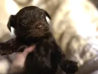 Adorable Choco, a male Yorkshire Terrier for sale in Inman, SC – Photo 2 of 7