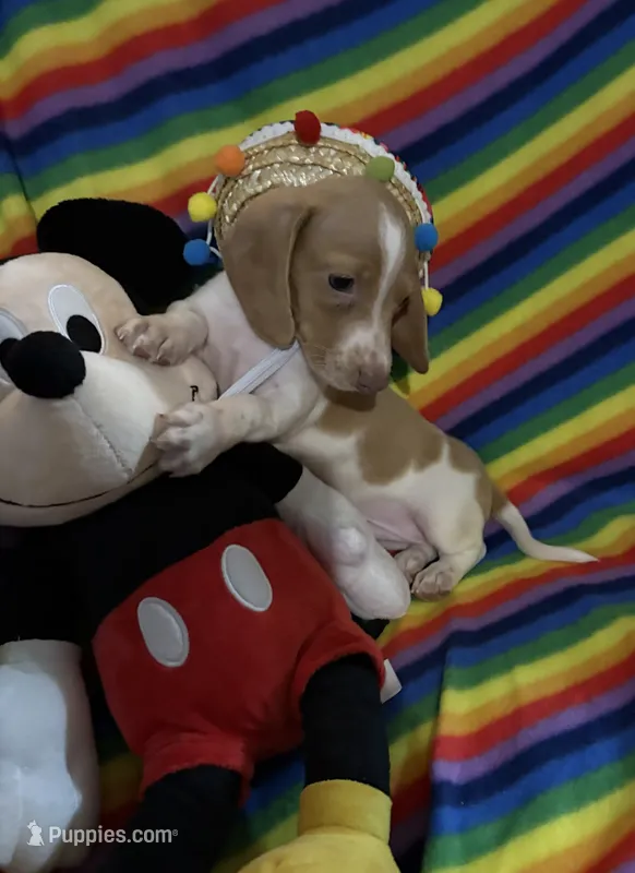 Mr.Lavender  – Miniature Dachshund puppy for sale in Inman, SC