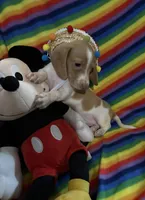 Mr.Lavender , a male Miniature Dachshund for sale in Inman, SC – 5 of 5