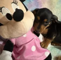 Ms. Tootsie, a female Miniature Dachshund for sale in Inman, SC – 4 of 6