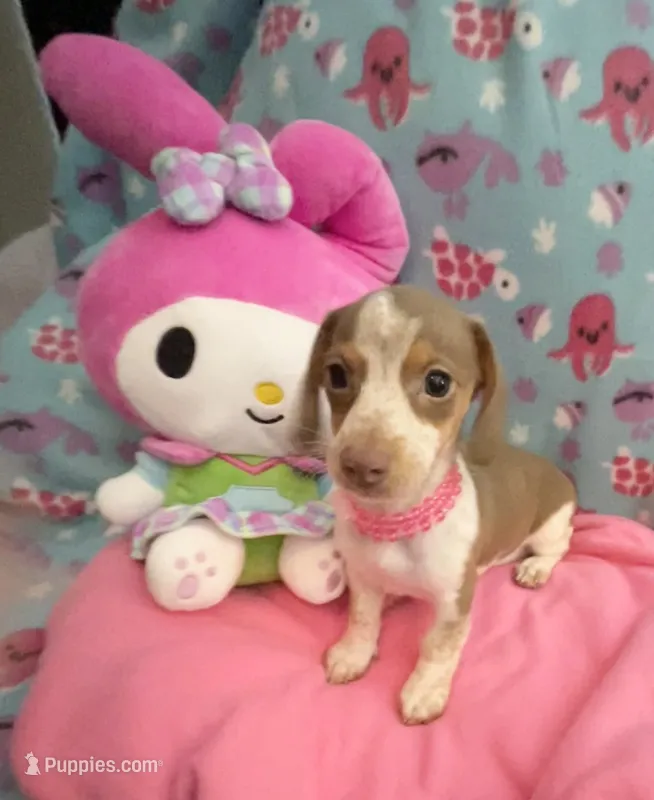 Lavender Rose – Miniature Dachshund puppy on hold in Inman, SC