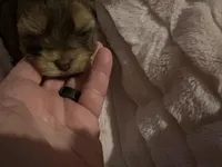 Little Sweetie Pie, a female Yorkshire Terrier for sale in Inman, SC – Photo 2 of 6