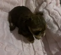 Little Sweetie Pie, a female Yorkshire Terrier for sale in Inman, SC – Photo 5 of 6