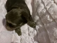 Little Sweetie Pie, a female Yorkshire Terrier for sale in Inman, SC – Photo 3 of 6