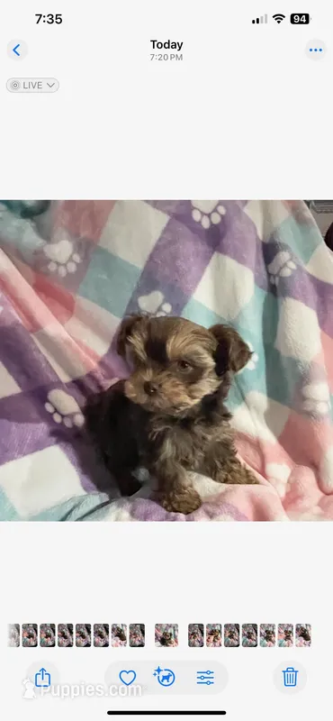 Little Sweetie Pie – Yorkshire Terrier puppy for sale in Inman, SC