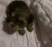 Little Sweetie Pie, a female Yorkshire Terrier for sale in Inman, SC – Photo 4 of 6