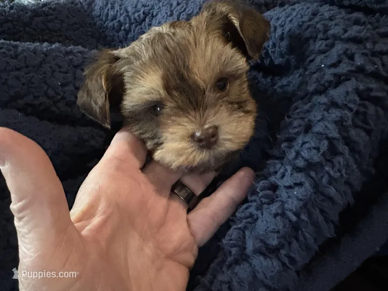 Little Sweetie Pie – Yorkshire Terrier puppy on hold in Inman, SC