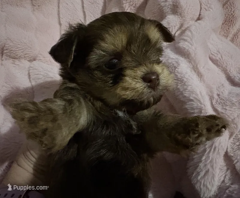 Little Sweetie Pie – Yorkshire Terrier puppy for sale in Inman, SC