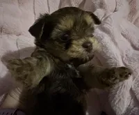 Little Sweetie Pie, a female Yorkshire Terrier for sale in Inman, SC – Photo 1 of 6