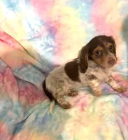 Ms. Fancy, a female Miniature Dachshund for sale in Inman, SC – 4 of 7