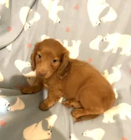 Mr. Lancelot, a male Miniature Dachshund for sale in Inman, SC – 4 of 7