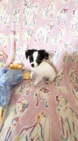 Romeo the smallest, a male Chihuahua for sale in Inman, SC – 5 of 5