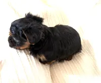 Prince, a male Yorkshire Terrier for sale in Inman, SC – Photo 3 of 6