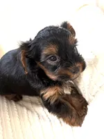 Prince, a male Yorkshire Terrier for sale in Inman, SC – Photo 5 of 6