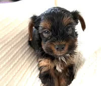 Prince, a male Yorkshire Terrier for sale in Inman, SC – Photo 2 of 6