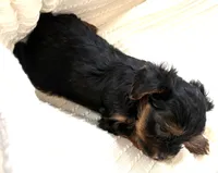 Prince, a male Yorkshire Terrier for sale in Inman, SC – Photo 4 of 6