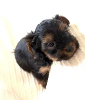 Prince, a male Yorkshire Terrier for sale in Inman, SC – Photo 6 of 6