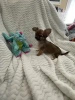 Tiny Little Bear (Pocket book baby), a male Chihuahua for sale in Inman, SC – 5 of 6