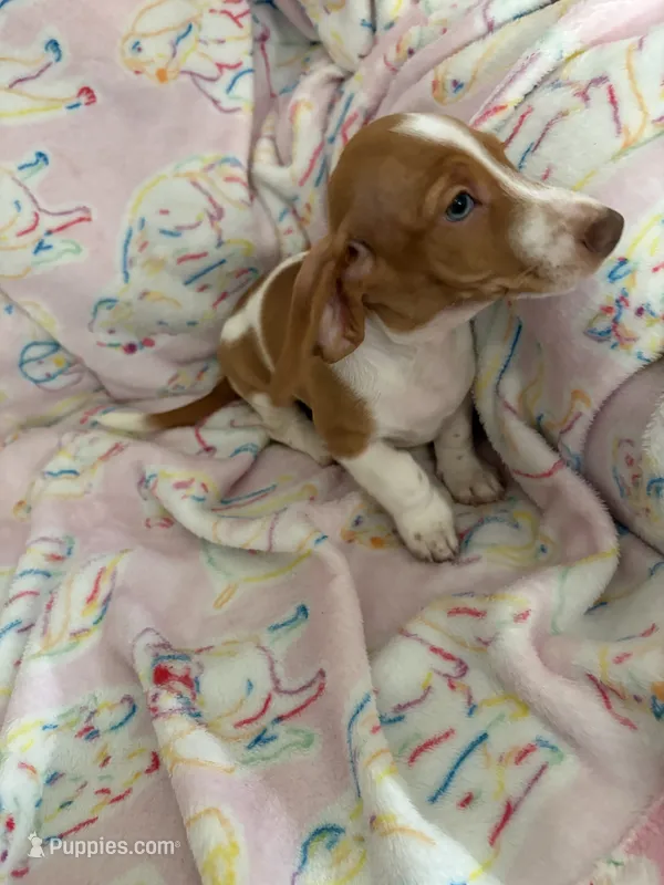 Blue and Green eyes Mini Dachshund.    – Miniature Dachshund puppy on hold in Inman, SC