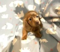 Mr. Lancelot, a male Miniature Dachshund for sale in Inman, SC – 1 of 7