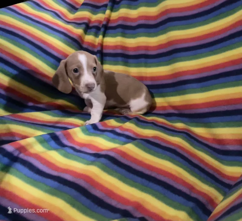 Mr.Lavender with Blue eyes – Miniature Dachshund puppy for sale in Inman, SC