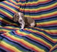 Mr.Lavender , a male Miniature Dachshund for sale in Inman, SC – 2 of 5