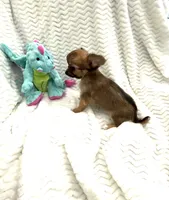 Tiny Little Bear, a male Chihuahua for sale in Inman, SC – 5 of 7