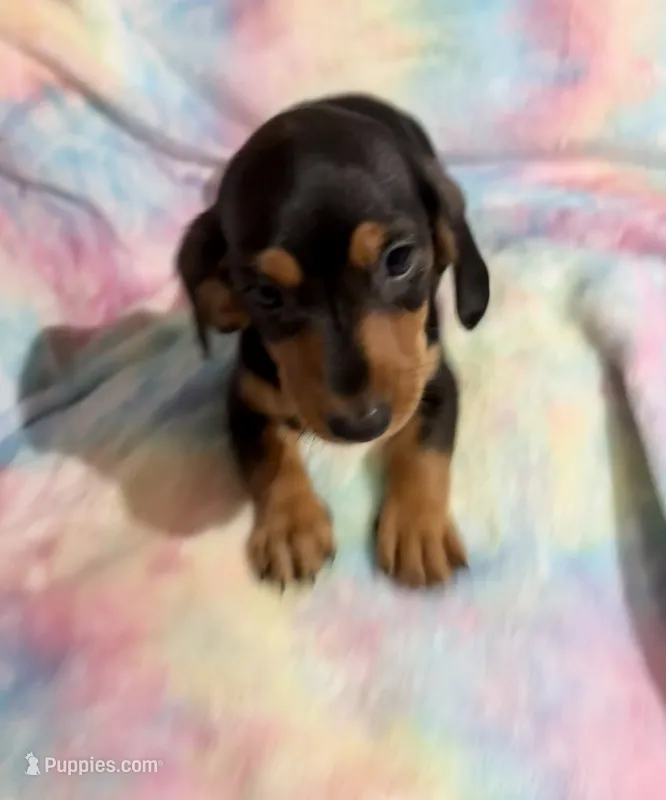 Ms. Tootsie – Miniature Dachshund puppy for sale in Inman, SC