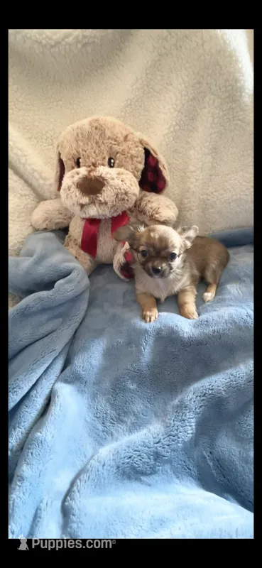 Little Bear (Pocket book baby) – Chihuahua puppy for sale in Inman, SC