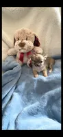 Little Bear, a male Chihuahua for sale in Inman, SC – 4 of 4