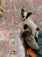 Raphael, a male Chihuahua for sale in Inman, SC – 3 of 4