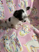 Little Teeny Tiny Diva, a female Chihuahua for sale in Inman, SC – 5 of 6